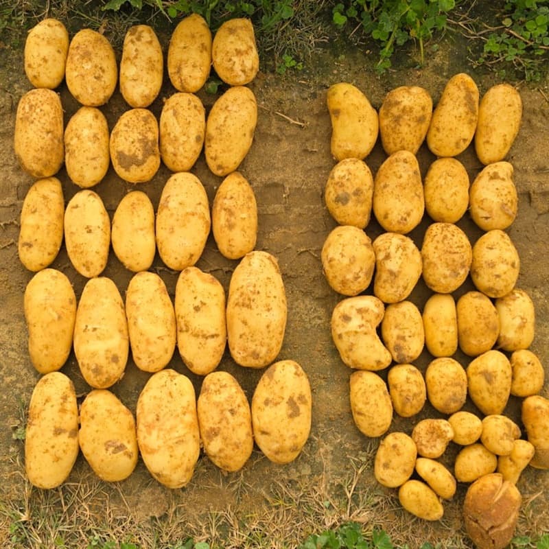 برتقال أبو سرة طازج