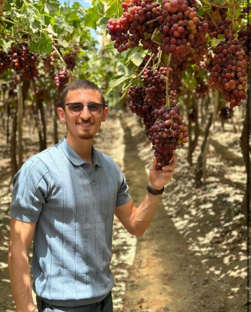 عنب