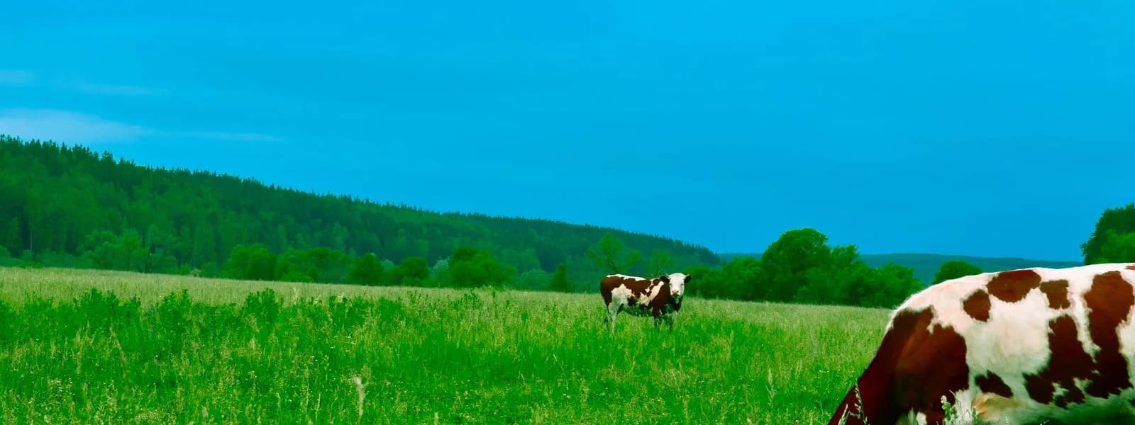 كافين المحدودة (مزرعة كافين للألبان)
