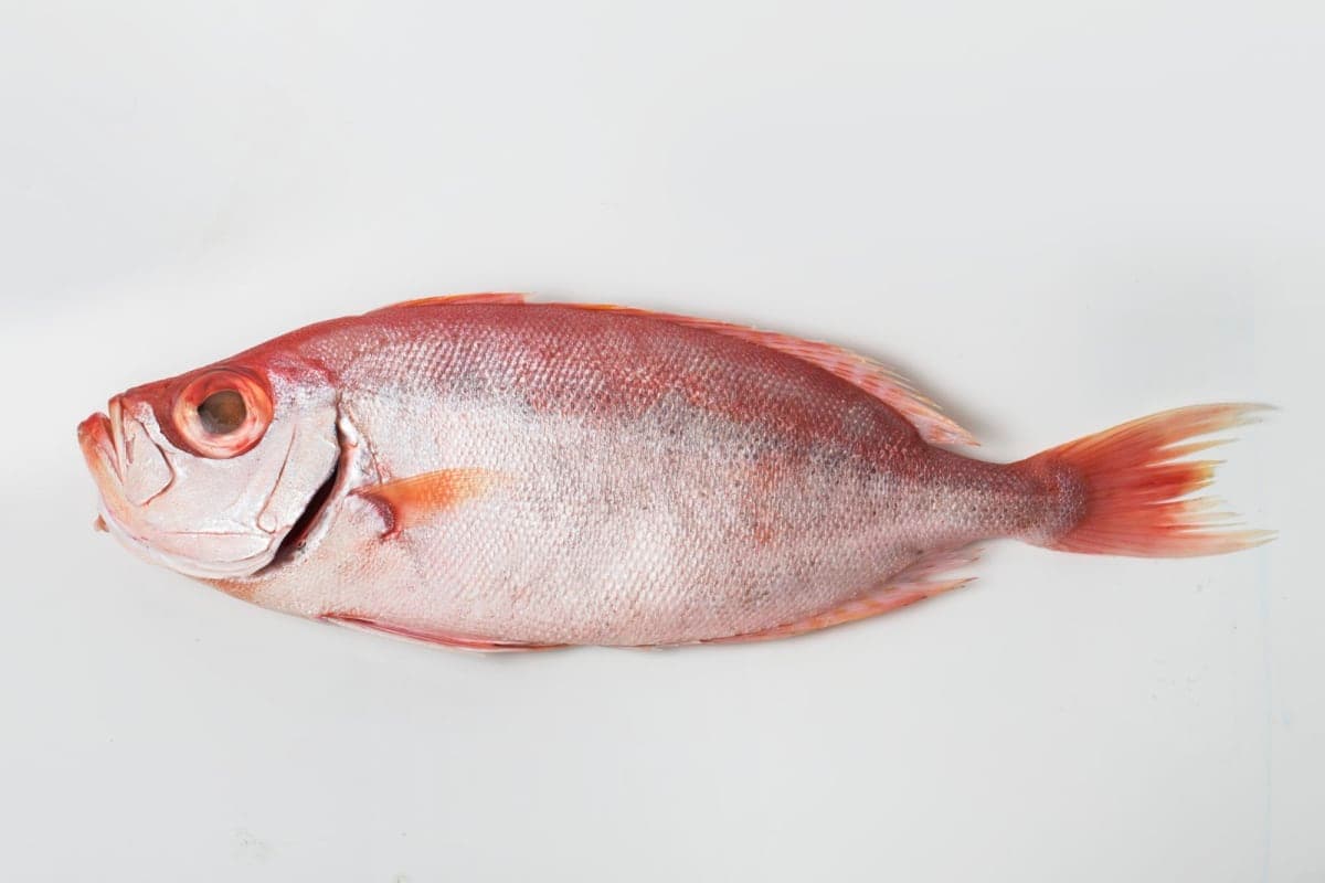 إم سي سي فيش (MCC Fish)