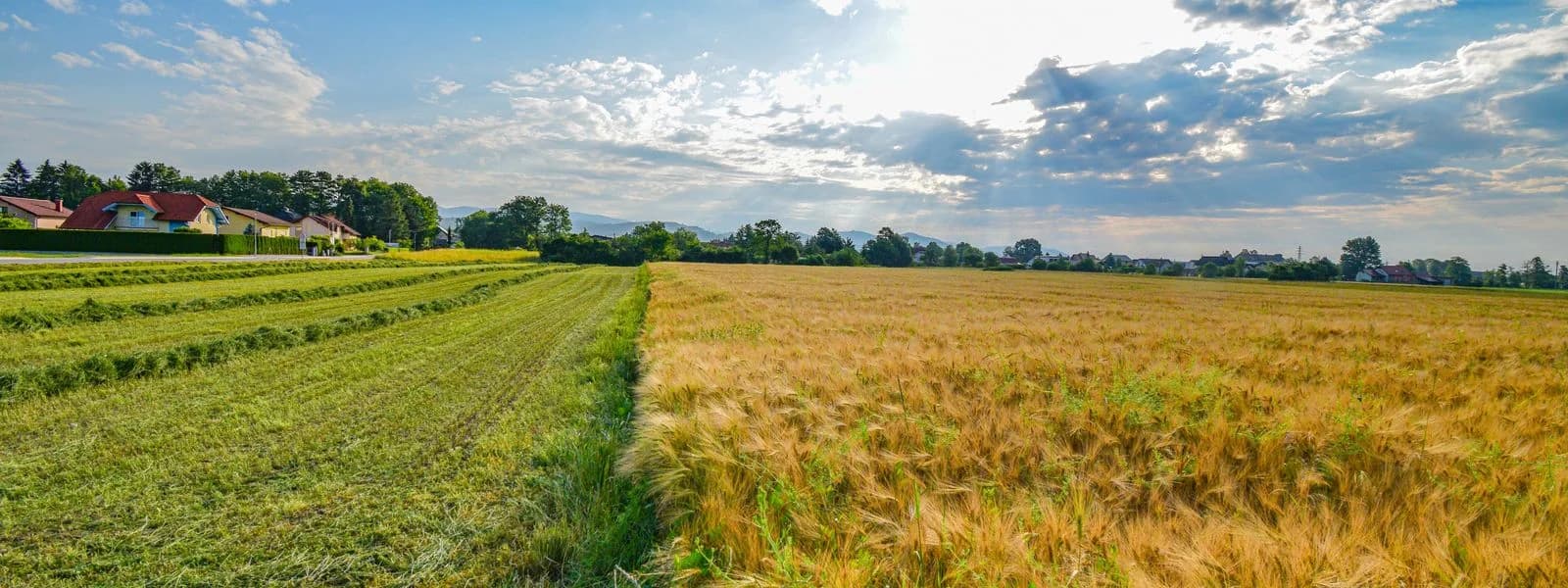 Modern Flour Mills & Macaroni Factories