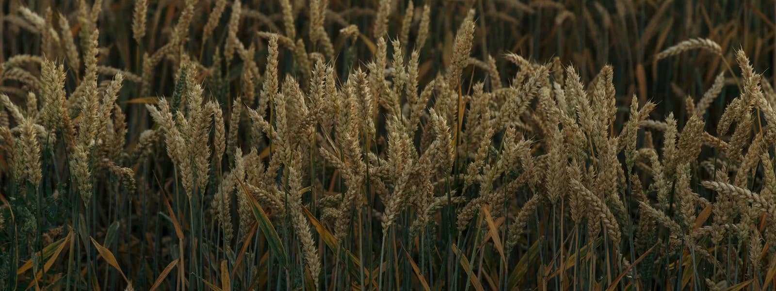 Salhani Semolina