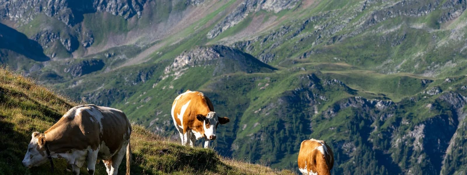 مزارع تعنايل (Taanayel Les Fermes)