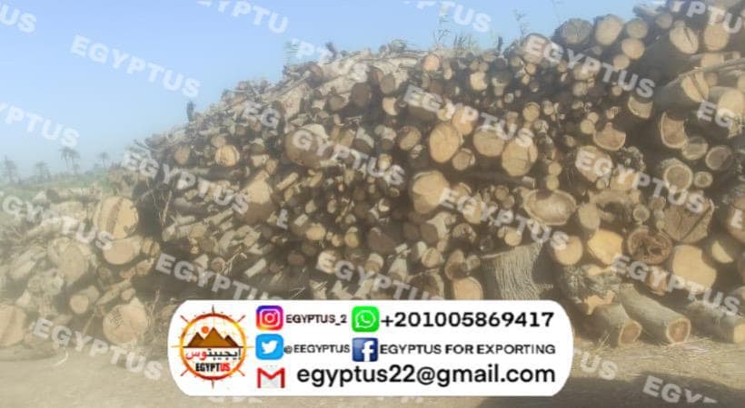 برتقال طازج للتصدير