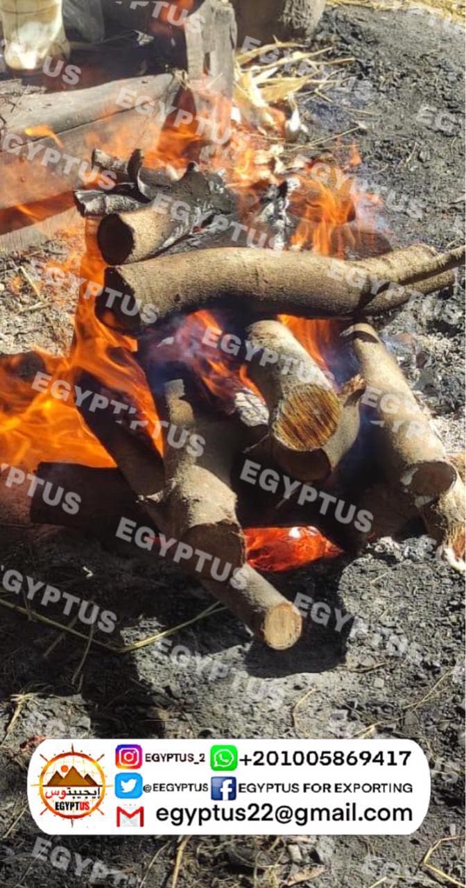 بصل مجفف