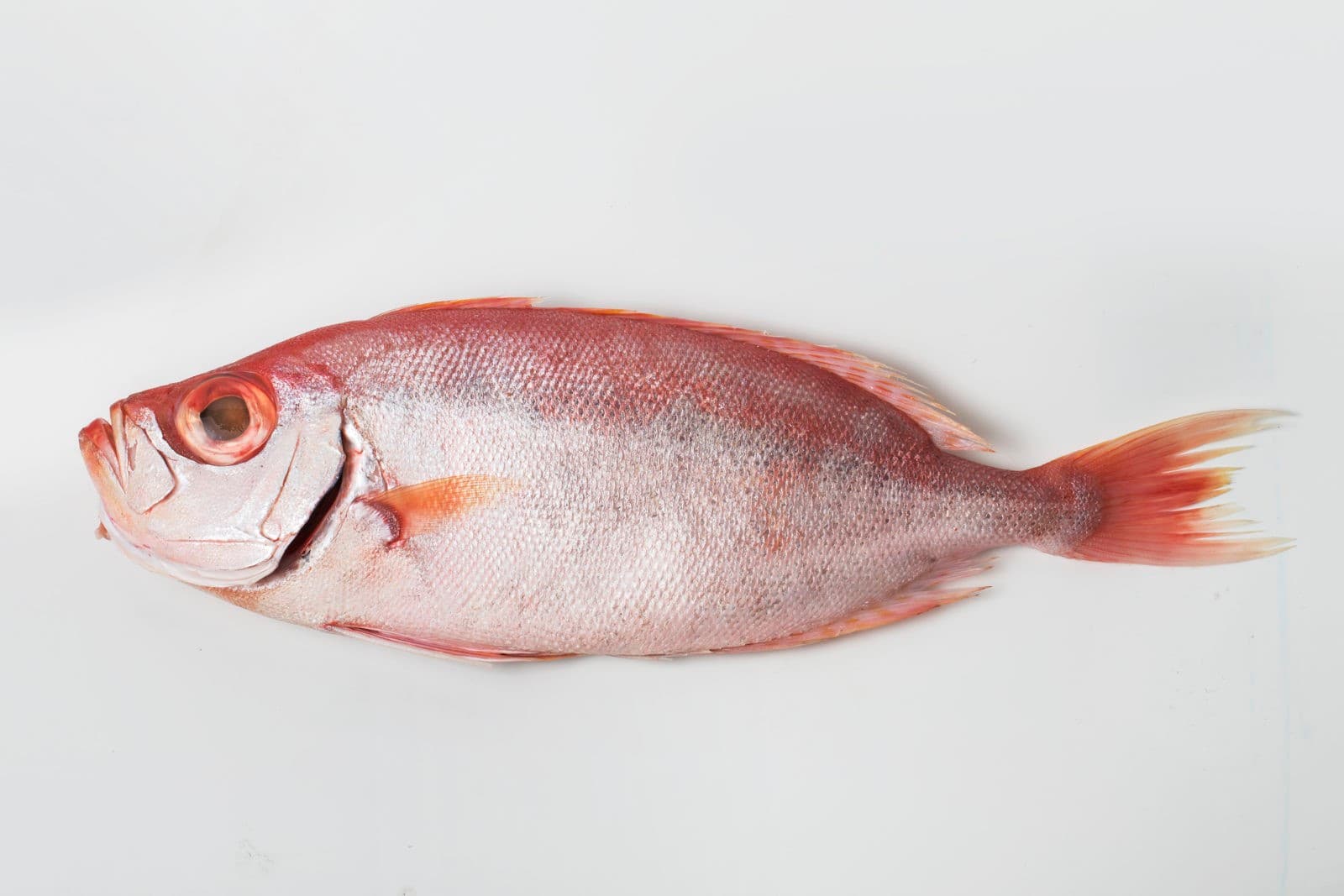 إم سي سي فيش (MCC Fish)