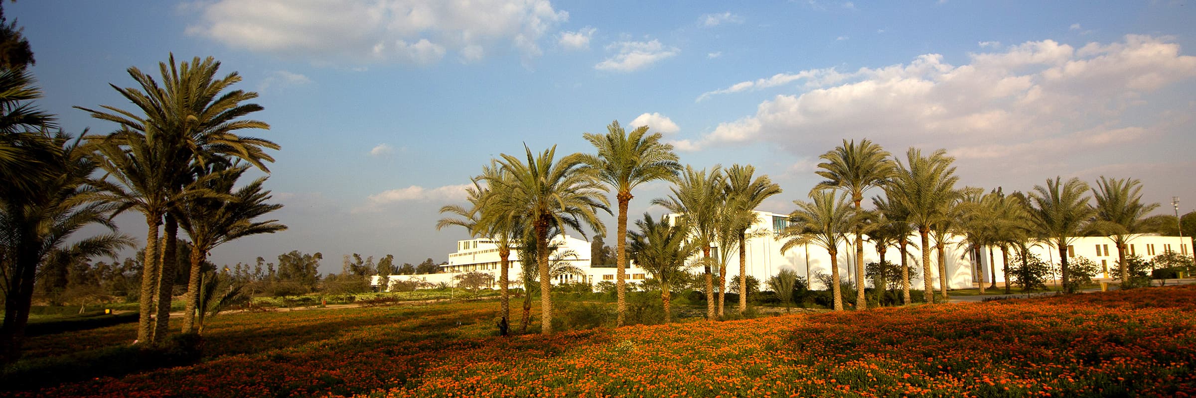 عسل طبيعي