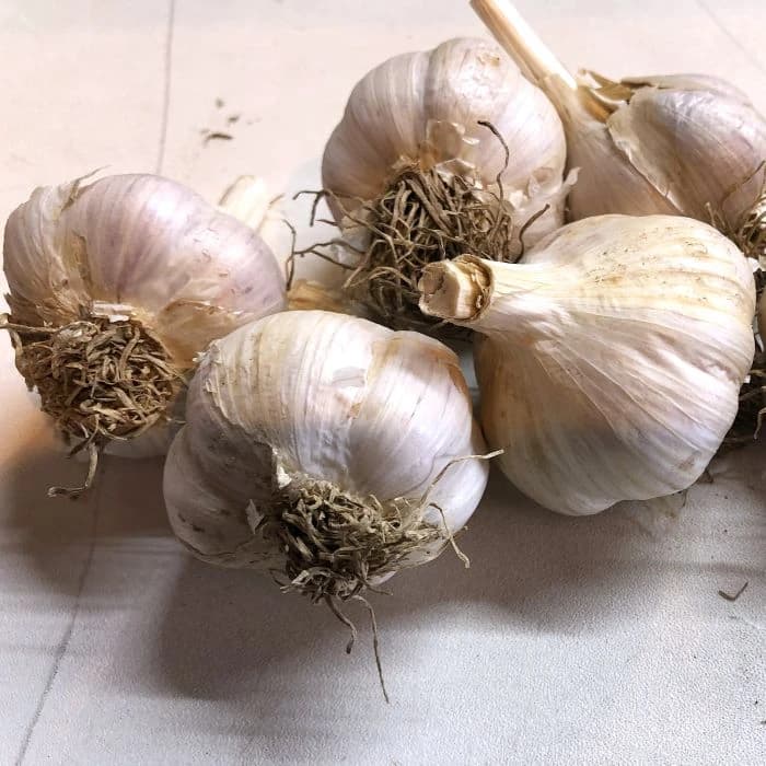 سيلاج الذرة العلفي