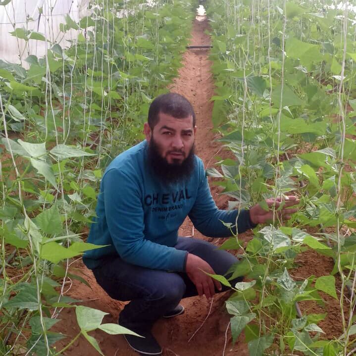 خضروات وفواكه للتصدير