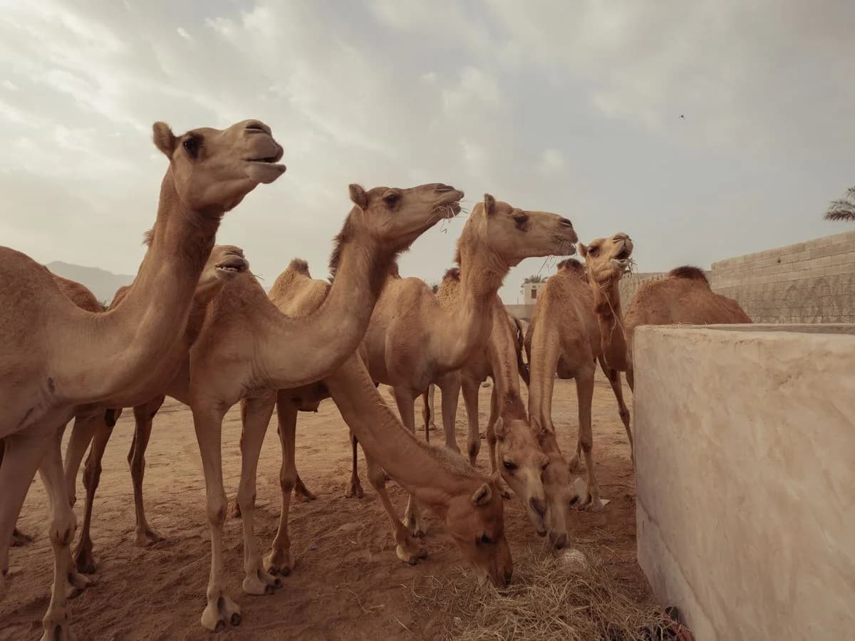 حليب النوق المجفف كامل الدسم «كاميليه»
