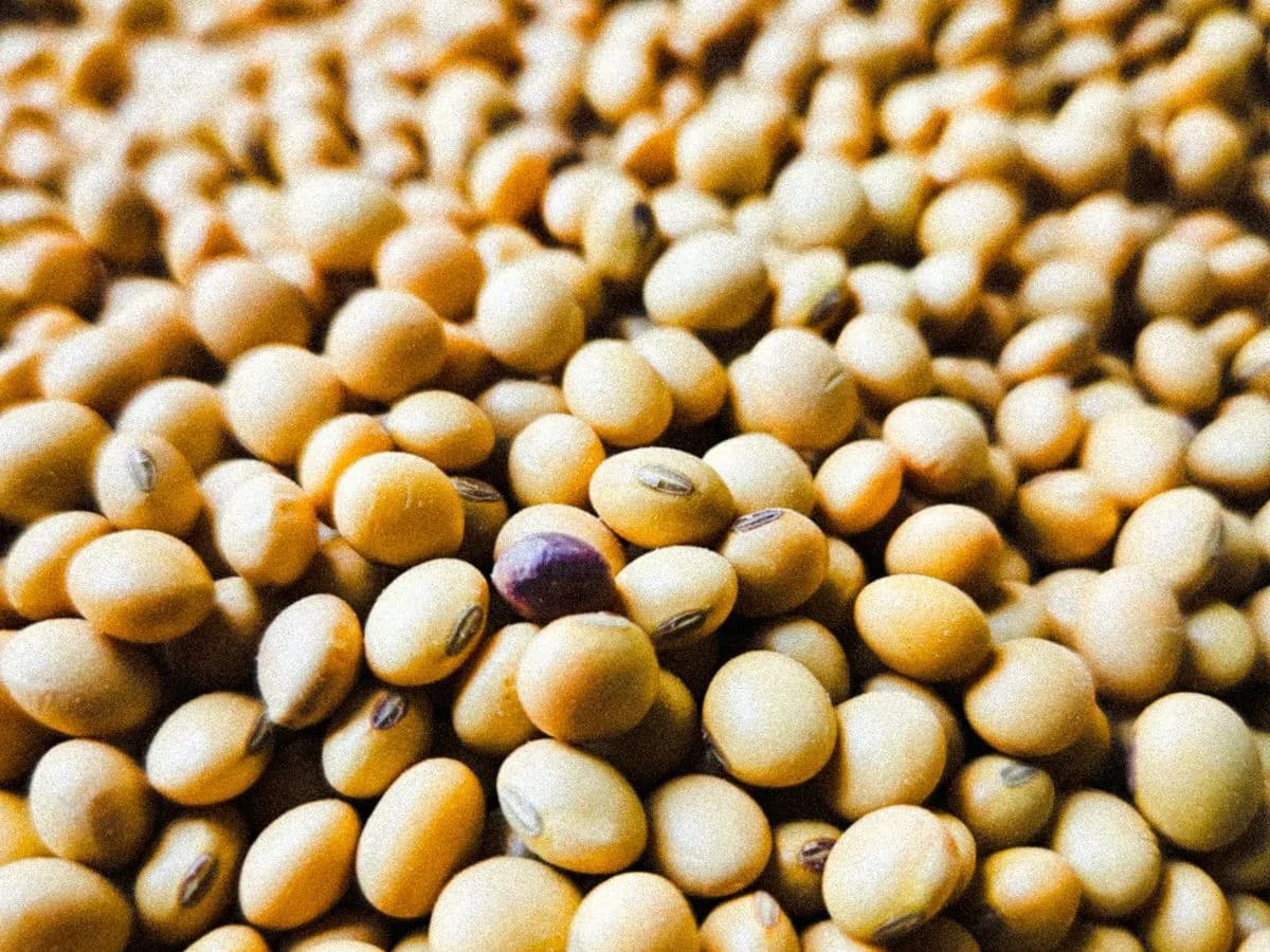 زيت فول الصويا وخلطات الزيوت