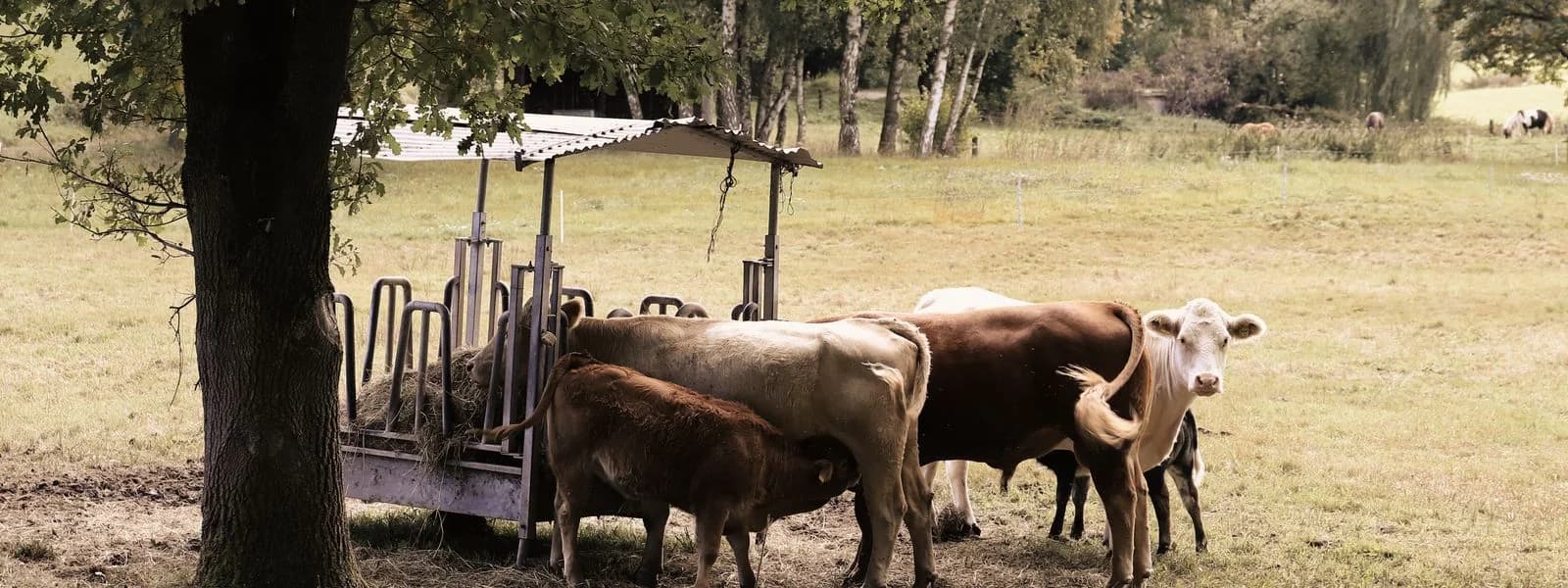 دال للألبان (كابو)