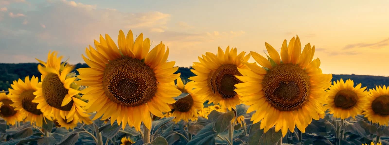 شركة الاتحاد للصناعات الغذائية المحدودة