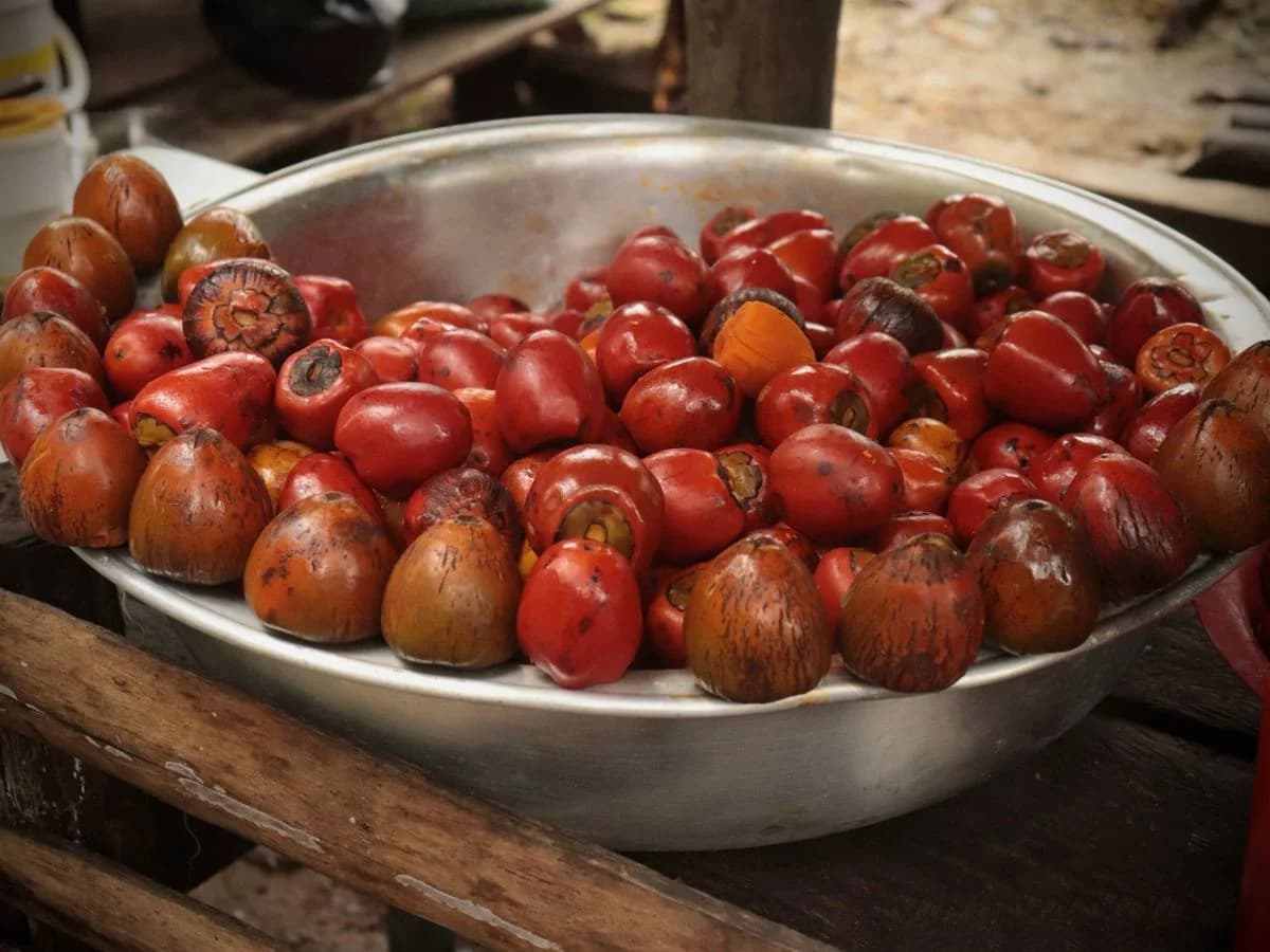 زيت النخيل المكرر (أولين) ليبا