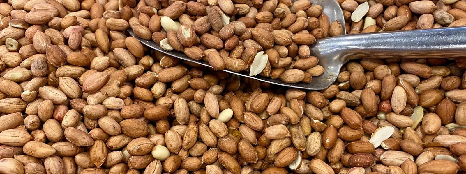 كوركماز أوغولاري للفول السوداني
