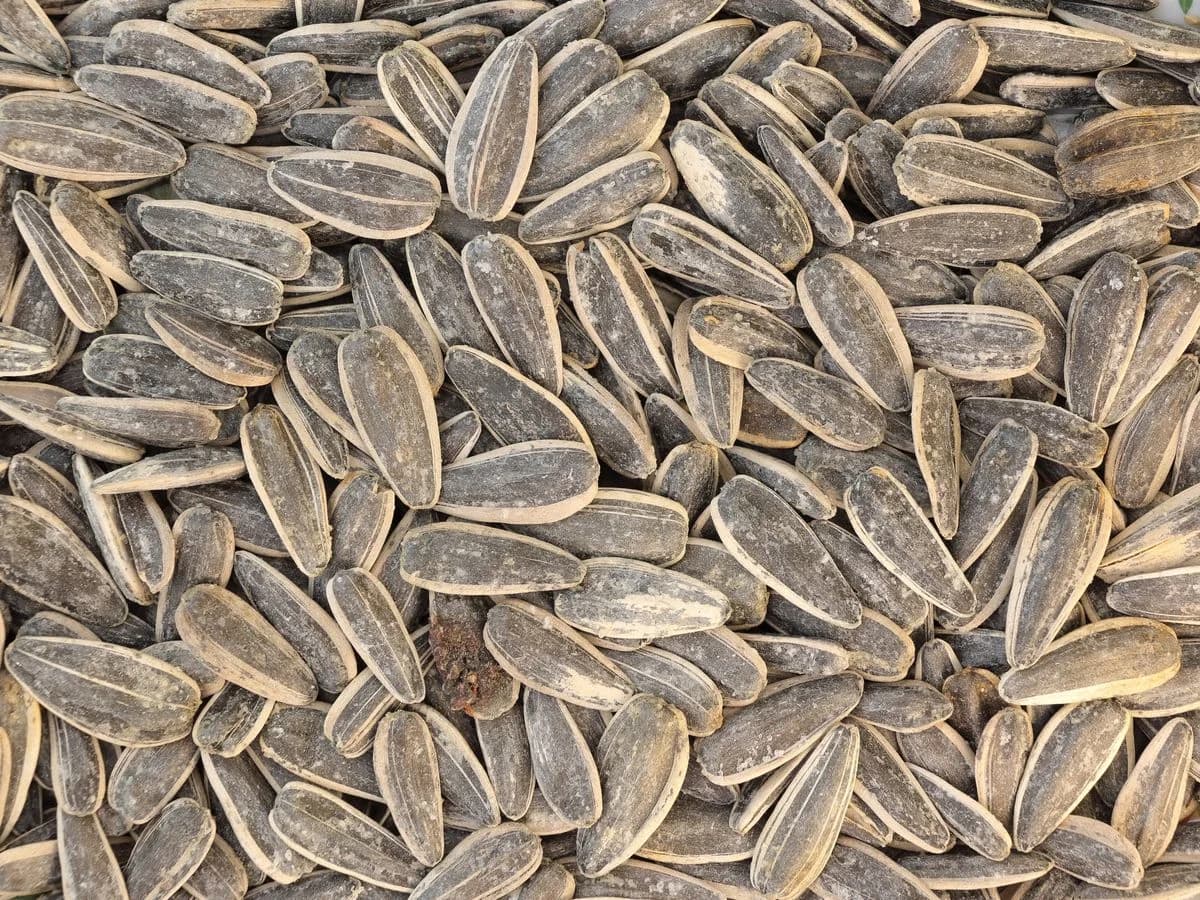 زيت دوار الشمس بلقيس — Belkis