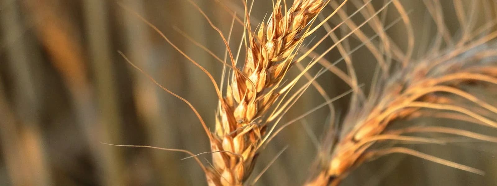 سنابل قرطاج – شركة المطاحن والصناعات المختلفة (SMID)
