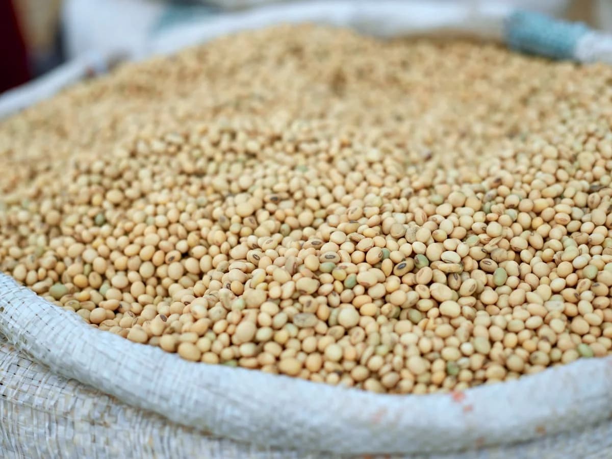 زيت الصويا المكرر