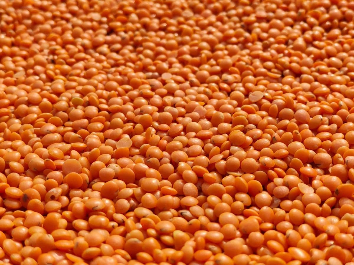 عدس أحمر وأخضر