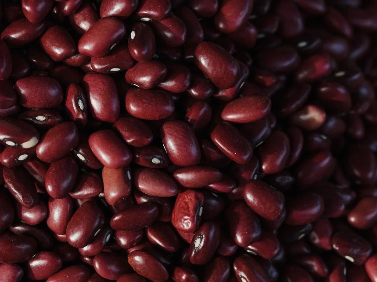 فاصوليا حمراء (كلوية)