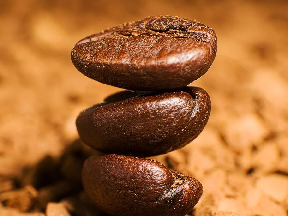 قهوة ماكسويل هاوس بروفيشنال — Maxwell House