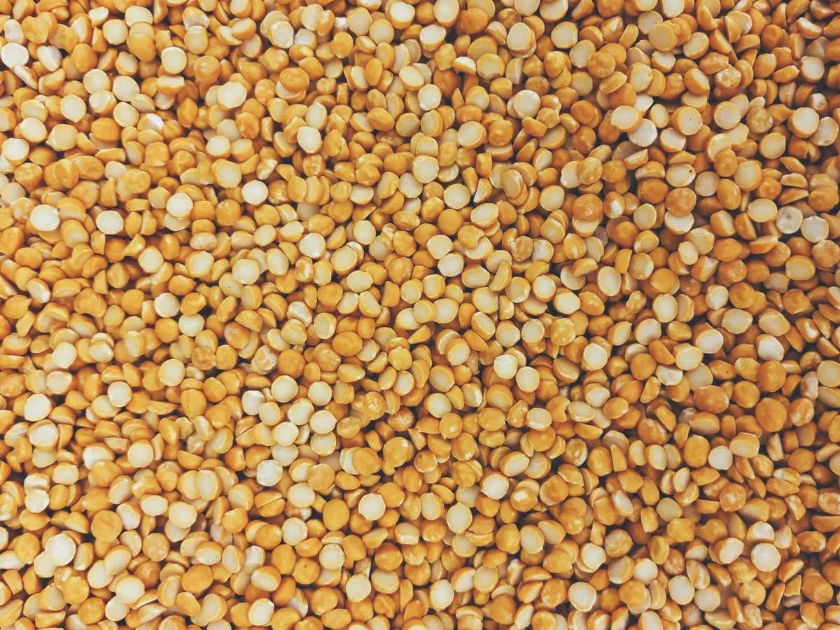 بقوليات وحبوب تولسي 771 — Tulsi 771