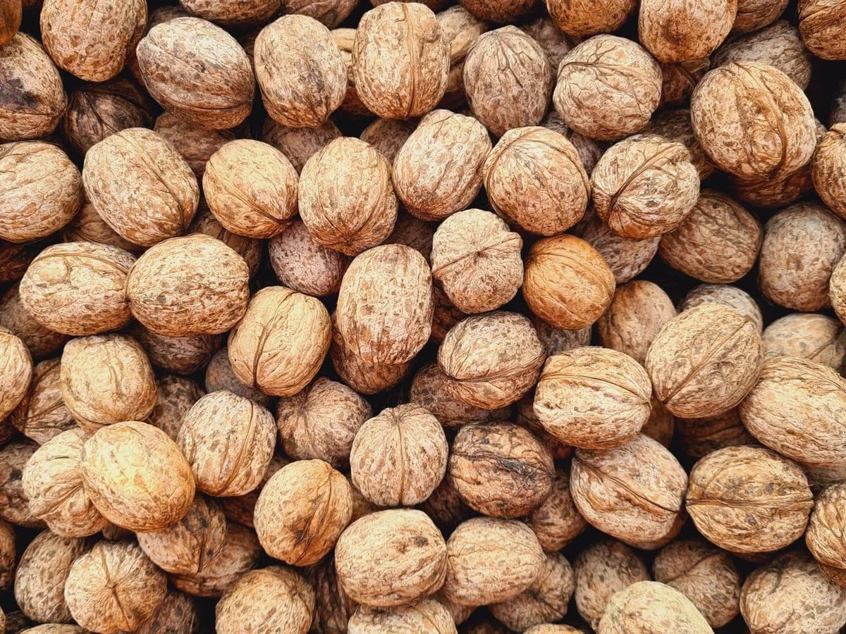 جوز ولب الجوز
