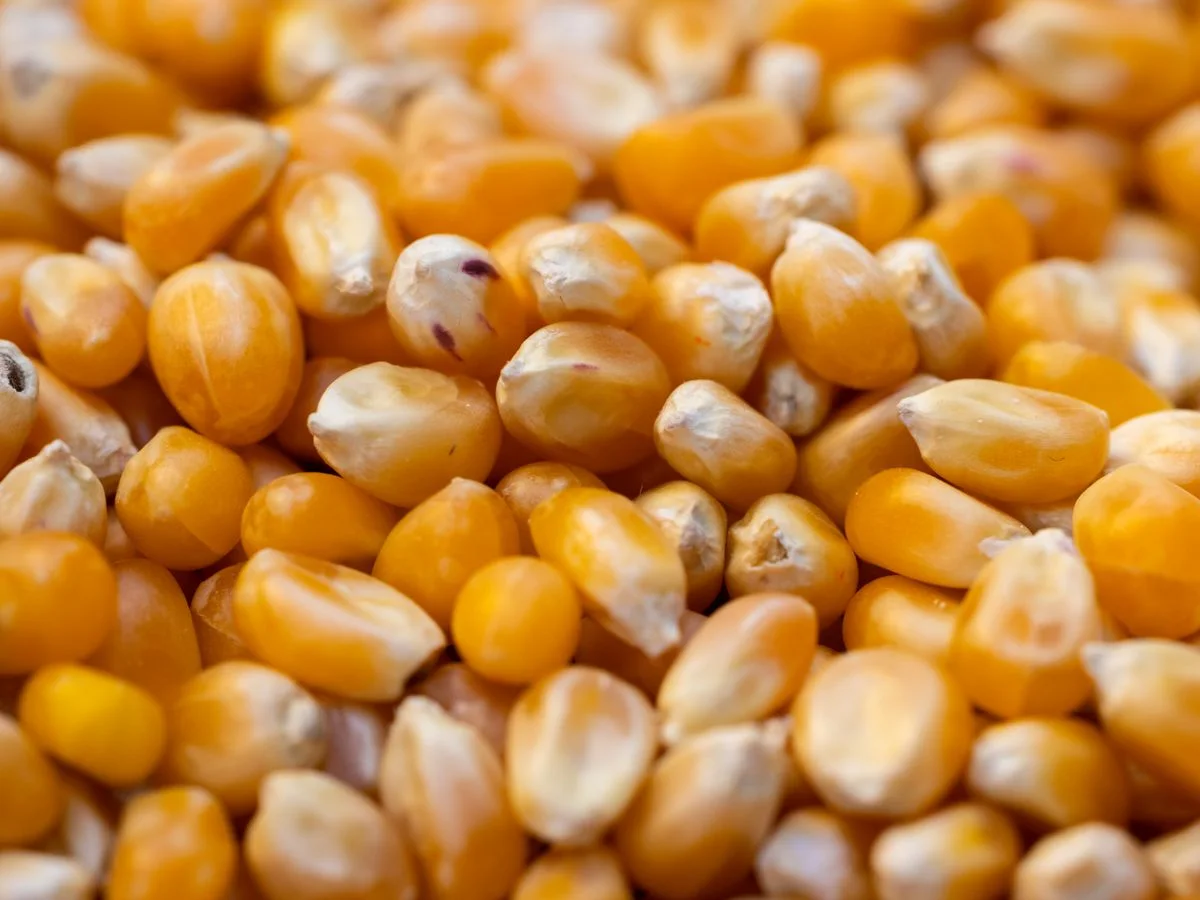 زيت قرطاج للذرة