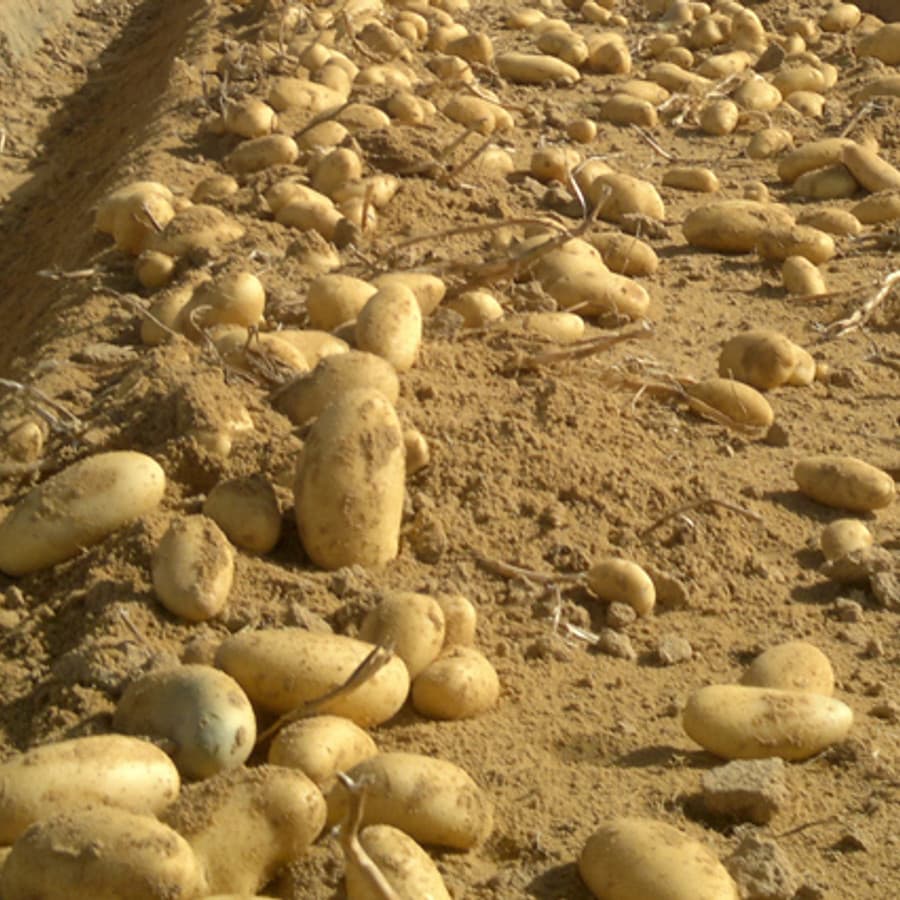 بطاطس