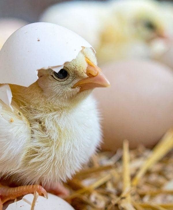 صورة العرض