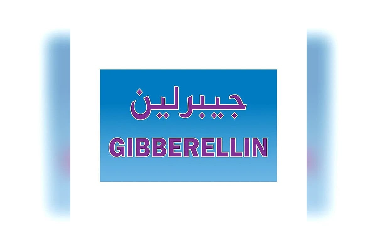 صورة العرض