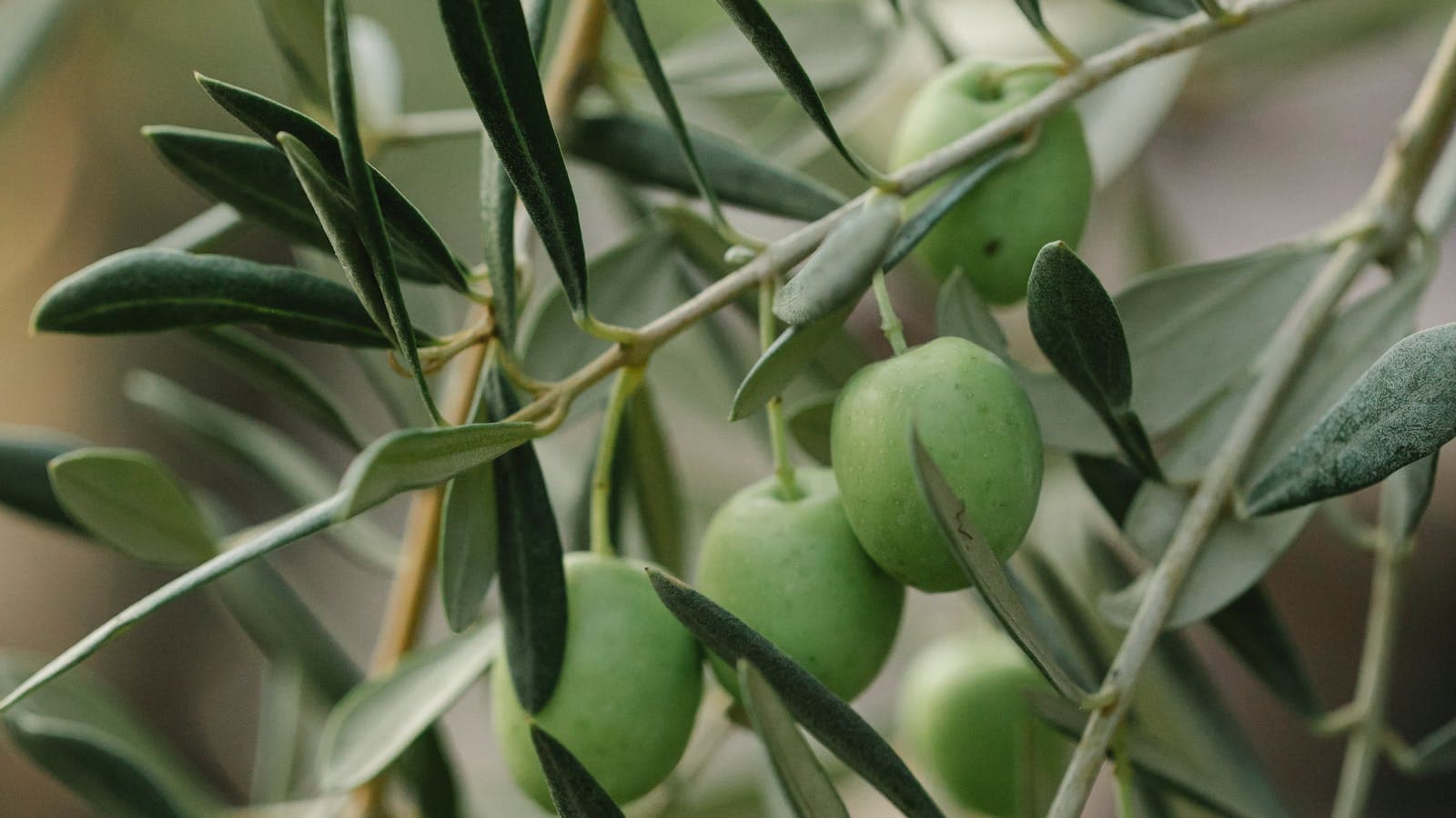 روابي الجبل