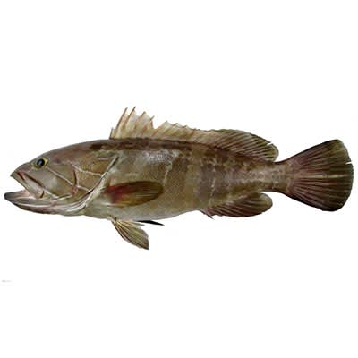 الهامور الأبيض (وقار)