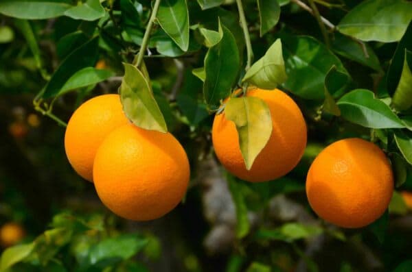 Dery Fruit