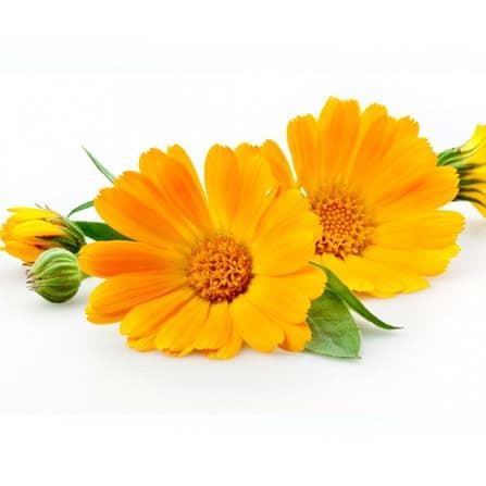 زهرة الأقحوان (كاليندولا)