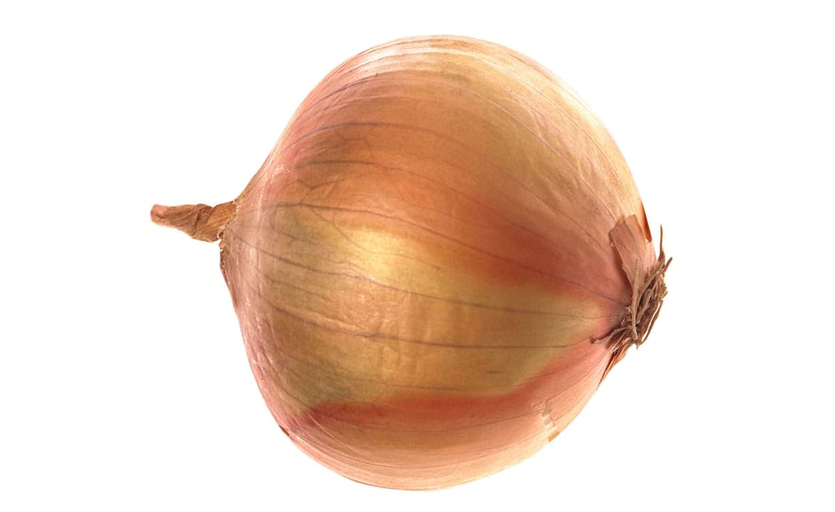 البصل