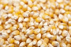 طلب شراء ذرة صفراء NON-GMO – 100,000 طن إلى ميناء وهران