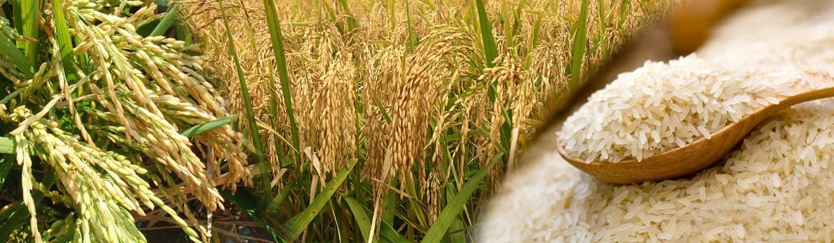 كمال رايس ميلز (برايفت) ليمتد