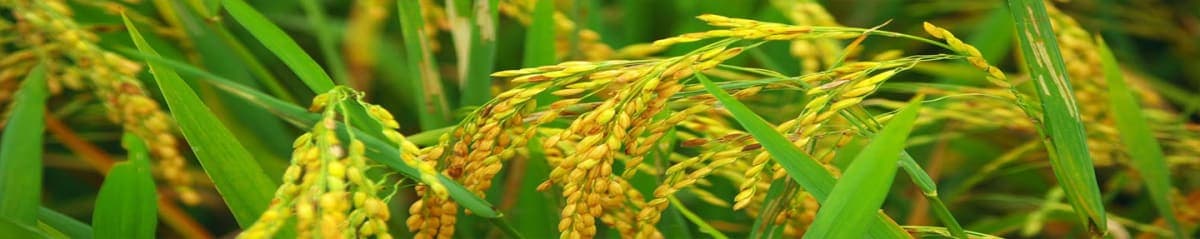 إم. إم. رايس ميلز (برايفت) ليمتد