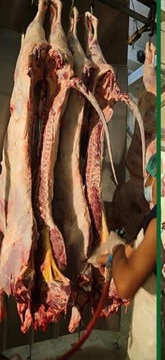 ذبائح لحم بقر طازجة مبرّدة — حلال، معدّات أسترالية وأمريكية