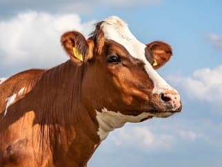 لحم بقر وجاموس طازج ومجمّد — تقطيع أربعة أرباع